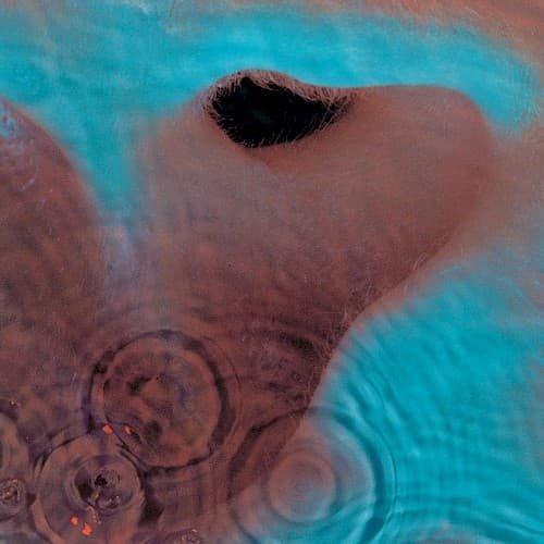 Meddle album artwork